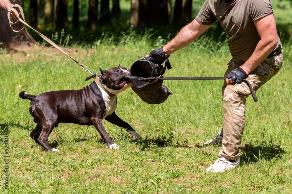 A pit bull attacks a cynologist during aggression training.