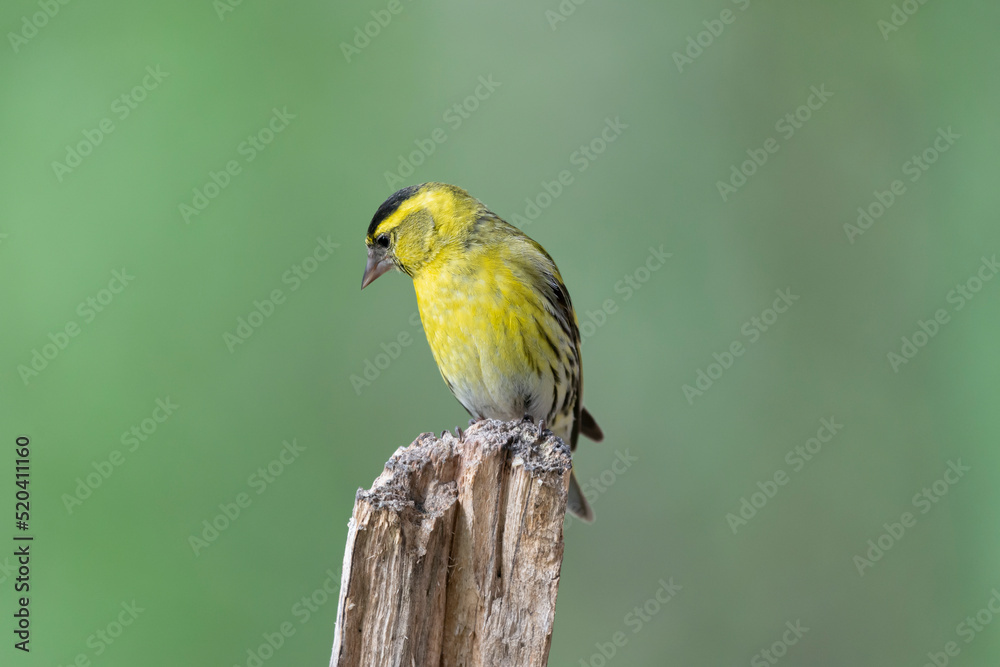 Obraz premium Eurasian siskin - Spinus spinus - perched with green background. Photo from Kaamanen, Lapland in Finland 