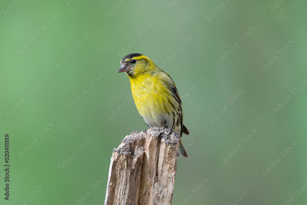 Eurasian siskin - Spinus spinus - perched with green background. Photo from Kaamanen, Lapland in Finland.