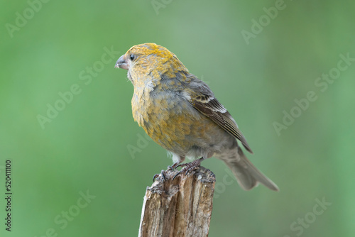 Portrait of pine grosbeak - Pinicola enucleator - female in yellow plumage perched with light green background. Photo from Kaamanen, Lapland in Finland.