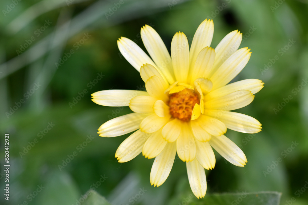 Yellow flowers of Calendula officinalis close-up. Yellow flowers close-up macrophotography. Yellow flowers of Calendula officinalis close-up. Yellow flowers close-up macrophotography.