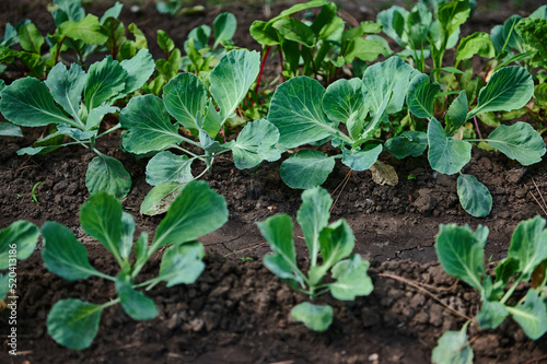 Close-up of the green leaves of a young cabbage growing in an open field on eco farm. Agricultural business. Copy space