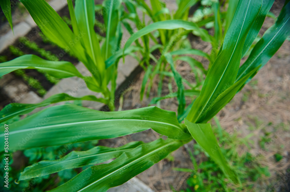 Top view of young corn sprouts grow in rows in the open field. Selective focus. Agricultural crops in the eco farm Top view of young corn sprouts grow in rows in the open field. Selective focus. Agricultural crops in the eco farm