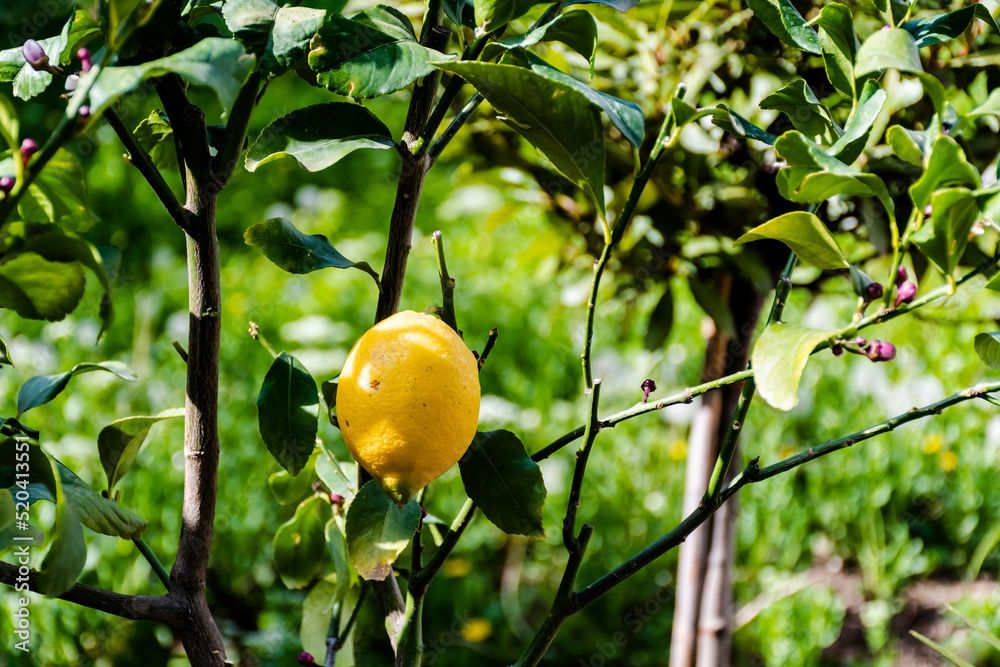 Fresh ripe yellow lemons hanging in the tree.
