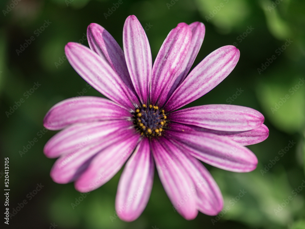 Sommerblume, pink, Gartenblume, Makro Sommerblume, pink, Gartenblume, Makro