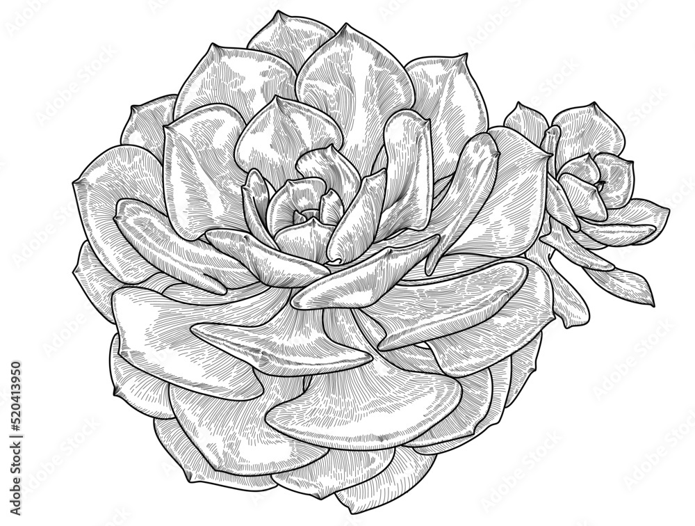 Obraz premium Pair of succulents botanical hand drawing linear vector illustration