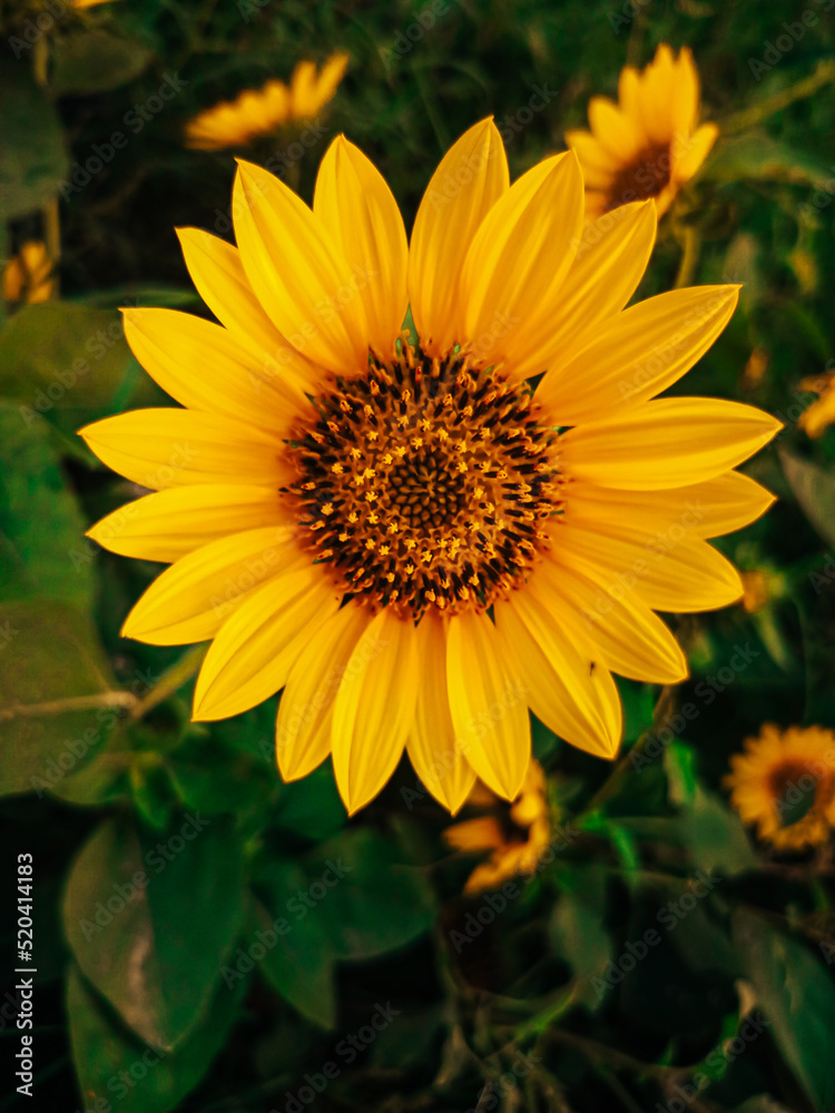 Obraz premium sunflower