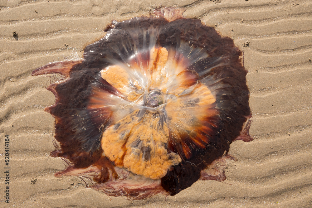Φωτογραφία A lions mane jellyfish that has washed up on the shore of the west coast of scotland