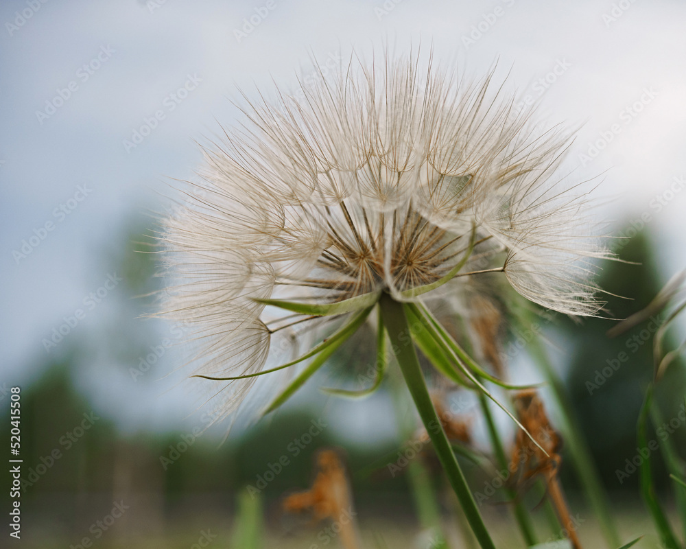 Dandelion. Natural seasonal  background