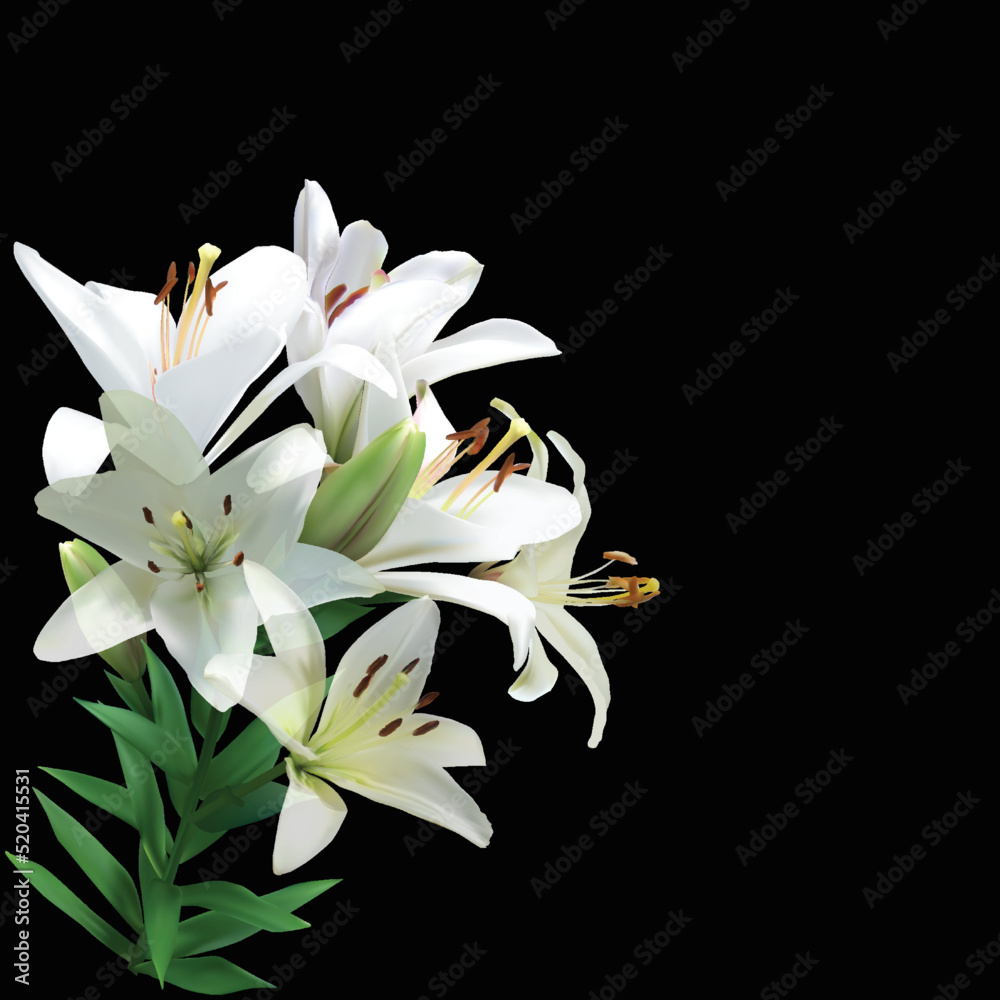 Obraz premium pure white lilies branch isolated on black