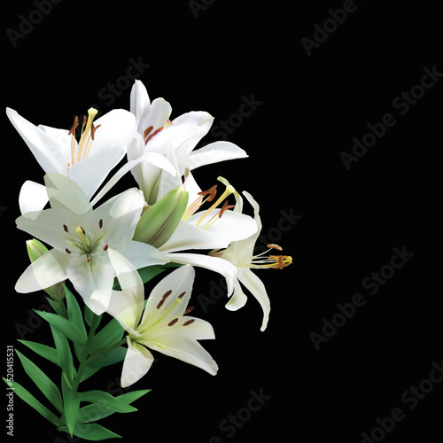 pure white lilies branch isolated on black