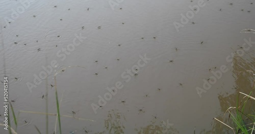 Waterstriders on the surface of the pond, closeup of water insects skating on the top of the gray pond in summer photo