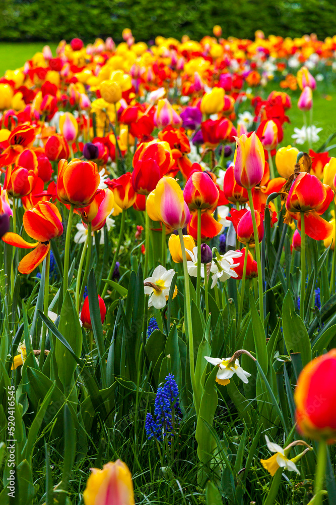 Obraz premium Rows of colourful blooming tulips in the Champ de Mars (Field of Mars), public park in Colmar city, Alsace region, France. Springtime view