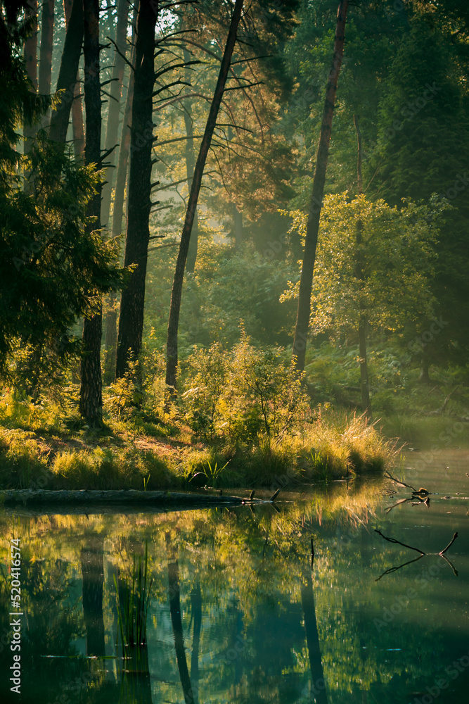 morning sun rays in the forest by the lake