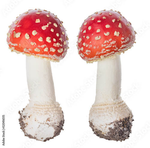 isolated two small spotted red fly agaric mushrooms