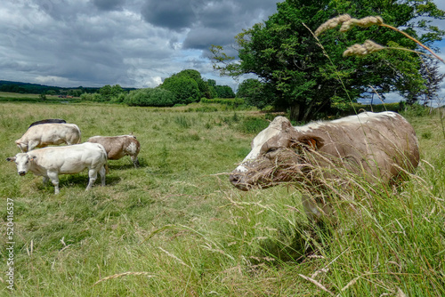vache pâturage nature herbage prés photo