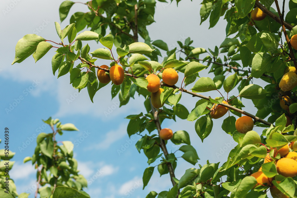 A bunch of ripe apricots branch in sunlight.High quality photo.