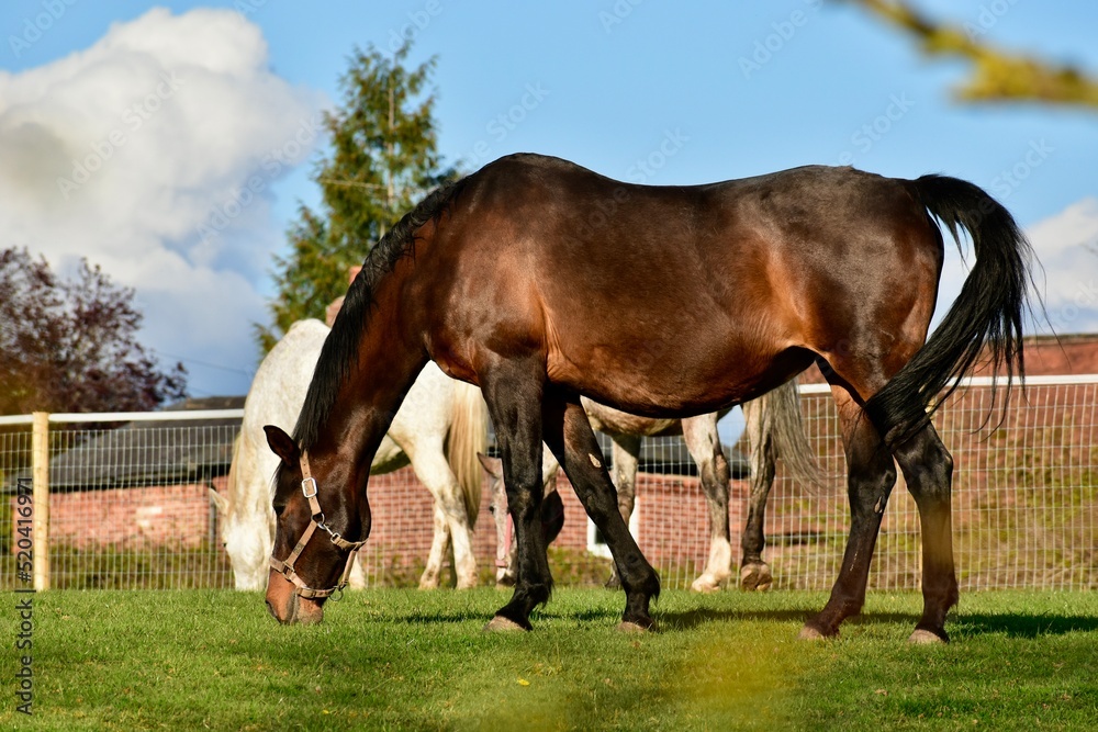Obraz premium Horses in the field on a farm in spring, England, UK
