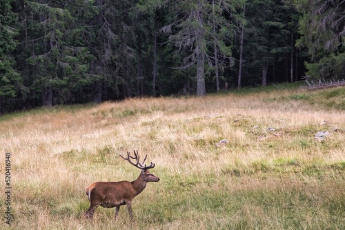 Cervo maschio a paneveggio in trentino nel bosco photo