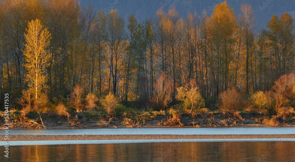 Obraz premium Spring Trees on the River