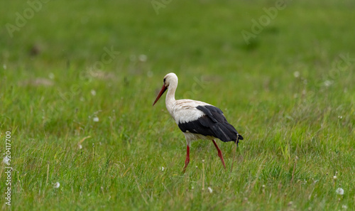 A stork in a meadow during a drizzle. Symbol of spring in Europe. A stork looking for food in the grass. Rural landscape.