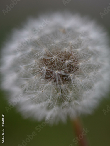 Dandelion Seeds