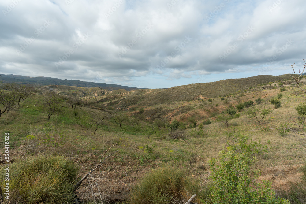 almond cultivation in southern spain