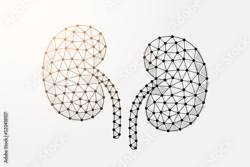 Kidneys 3d low poly symbol with connected dots. Urinary, human transplantation design vector illustration. Internal organ polygonal wireframe