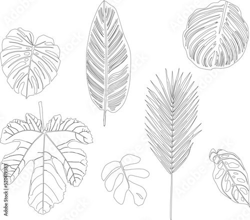Lineart tropical plants. Rainforest plants. Monstera Figue Calathea palm leaf and other green leaves. Vector illustration.
