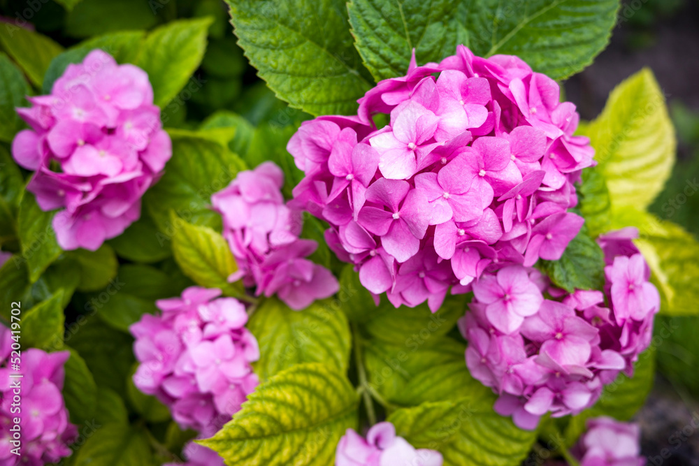 Large-leaved hydrangea on a bush after rain Large-leaved hydrangea on a bush after rain