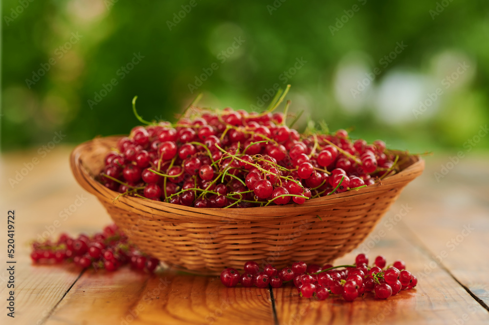 Red currants in a basket, freshly picked berries on the table Red currants in a basket, freshly picked berries on the table