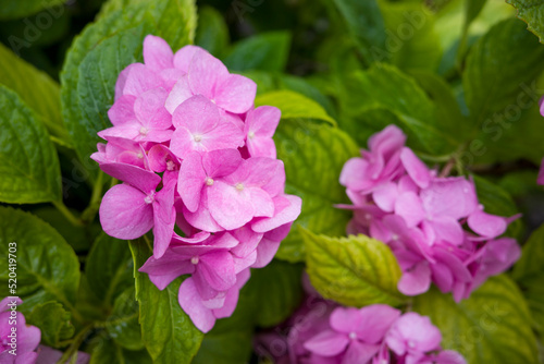 Bush with Hydrangea large-leaved on the estate  shot close-up