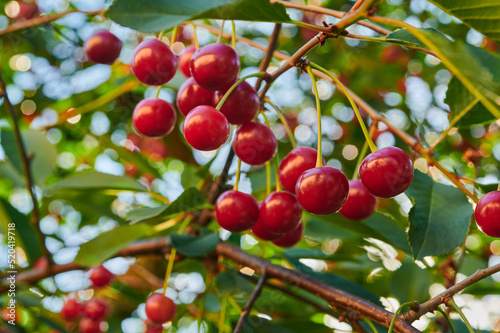 Ripe cherries harvest of a fruitful tree