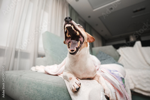 Jack russell terrier dog with broadly open mouth with sharp teeth rows. Animal dentition and healthcare concept. photo