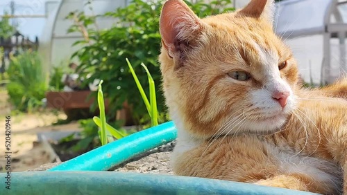 Cat close-up on a sunny summer day