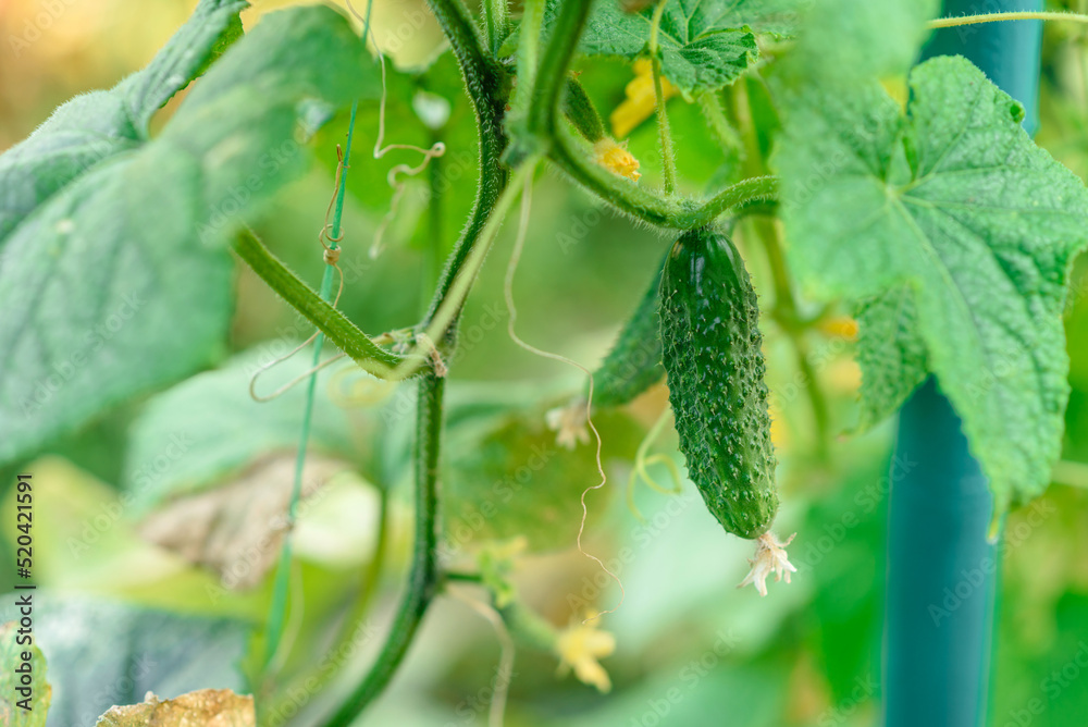 Growing cucumbers in the garden. The growth and blooming of greenhouse cucumbers