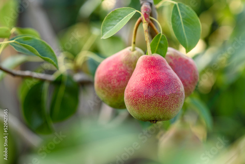 Fresh pears on the branch, sunny garden, closeup. Organic pears in the garden