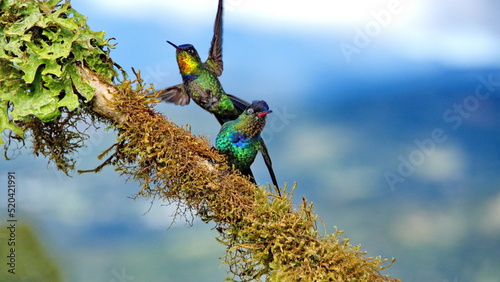 Fiery-throated hummingbirds (Panterpe insignis) by a moss covered branch at the high altitude Paraiso Quetzal Lodge outside of San Jose, Costa Rica photo