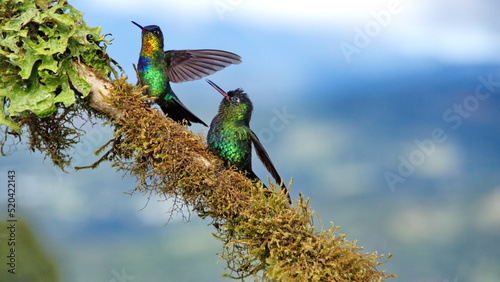 Fiery-throated hummingbirds (Panterpe insignis) by a moss covered branch at the high altitude Paraiso Quetzal Lodge outside of San Jose, Costa Rica photo