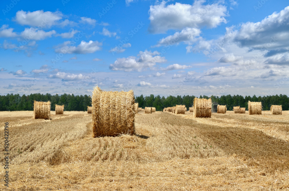 Round bales of straw lie in the field after harvesting