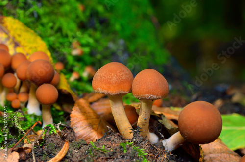 Wild mushrooms in the forest among the leaves