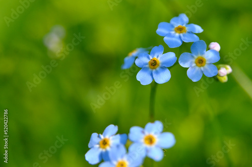 Bright wild forget-me bloom in a field