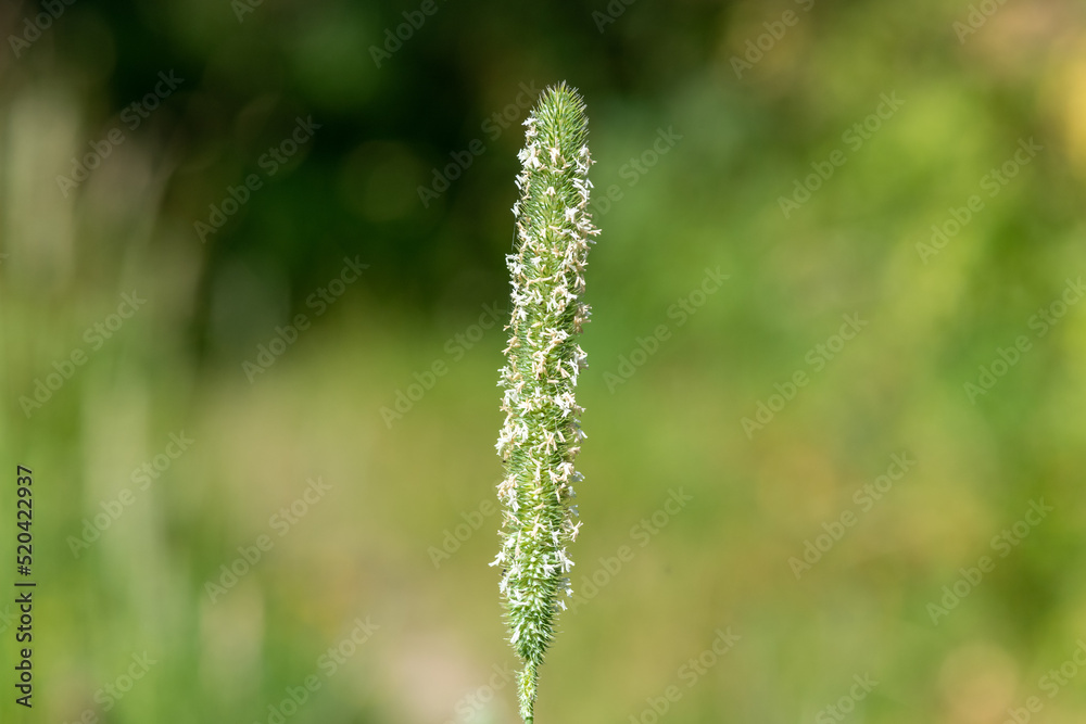 Close up of seeds on a meadow foxtail (alopecurus pratensis) plant