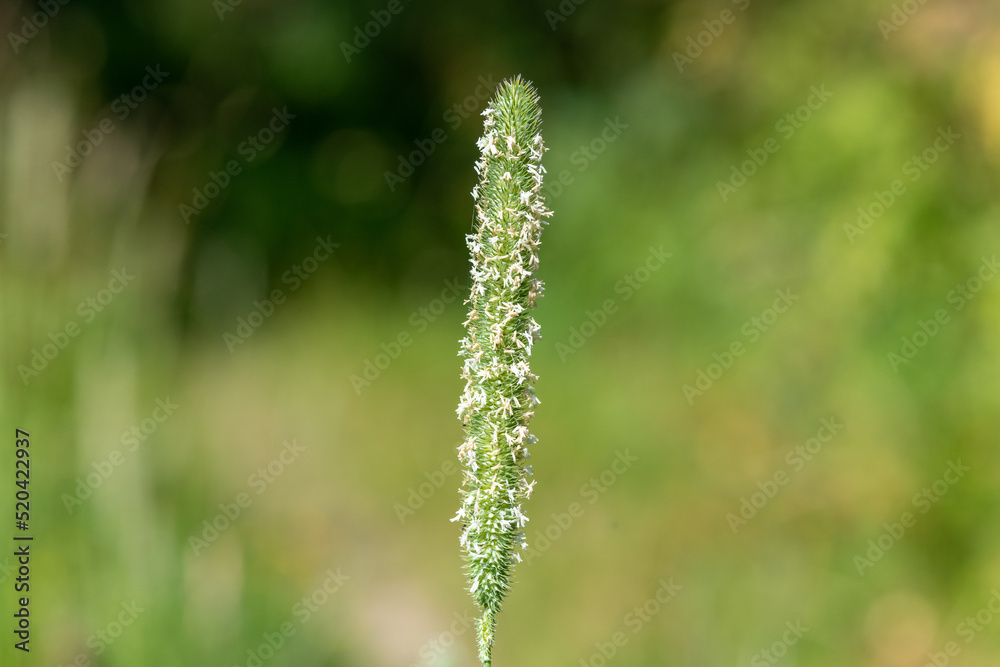 Close up of seeds on a meadow foxtail (alopecurus pratensis) plant Close up of seeds on a meadow foxtail (alopecurus pratensis) plant