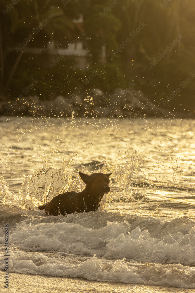 Fototapeta premium PERRO EN LA PLAYA NADANDO NAYARIT MEXICO