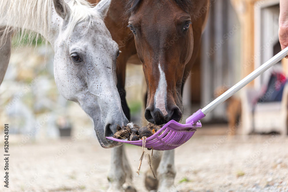 Equestrian paddock scene: Cleaning the horse paddock, focus on droppings on a dung fork - obrazy, fototapety, plakaty 