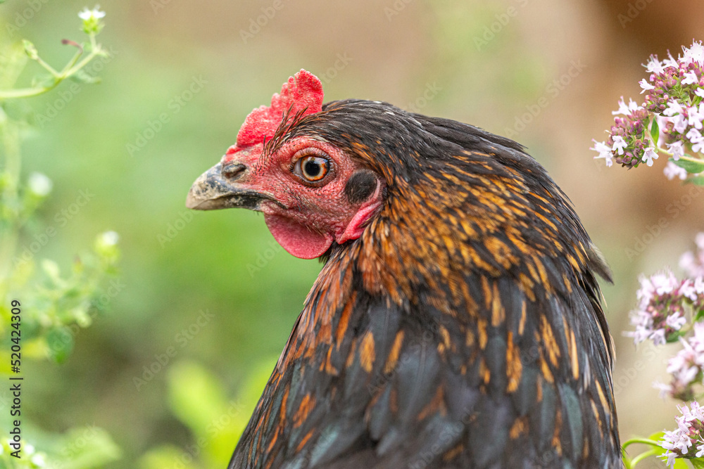 Portrait of a free-range hen in an enclosure in summer outdoors. Poultry keeping