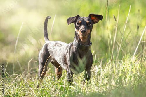 Portrait of a cute female miniature pinscher dog in summer outdoors