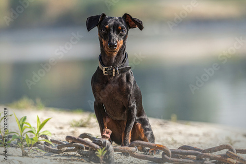 Portrait of a cute female miniature pinscher dog in summer outdoors photo