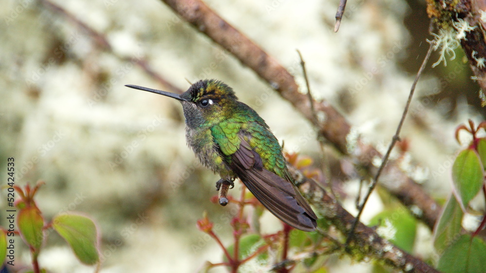 Fototapeta premium Male Talamanca hummingbird (Eugenes spectabilis) perched on a branch at the high altitude Paraiso Quetzal Lodge outside of San Jose, Costa Rica